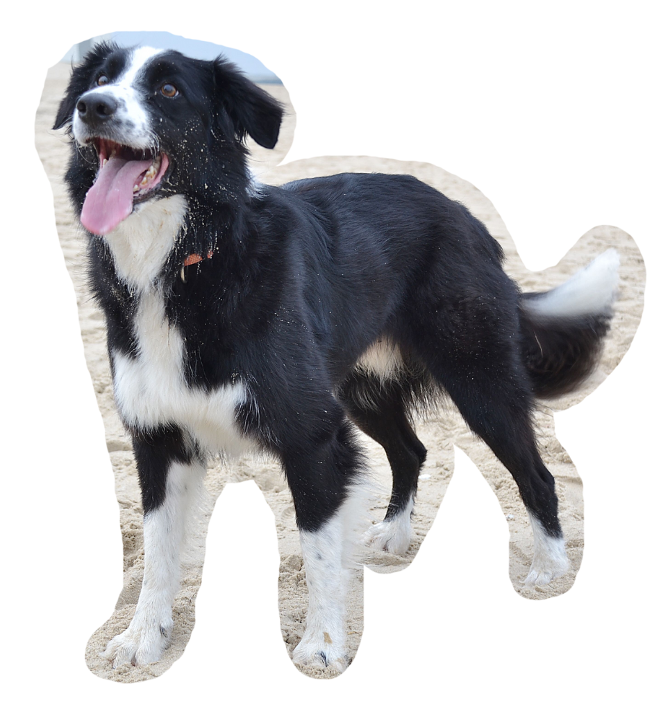 Barry onze hond van Trimsalon Ter Zande.